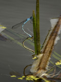 Marsh Bluet (Enallagma ebrium)