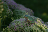 RAINETTE VERSICOLORE / Tree Frog