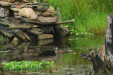 CANARDS BRANCHUS / WOOD DUCK