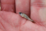 Emerald Shiner / Mn meraude