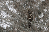 Autour des palombes / Northern Goshawk