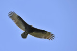 White headed turkey vulture / Urubu  tte blanche