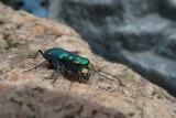 Cicindlle 6 points (Green Tiger Beetle) 