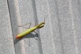  MANTE RELIGIEUSE / PRAYING MANTIS  / Mantis religiosa