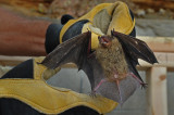 Chauve-souris Vespertilion nordique / A bat in our backyard roof