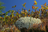 Lichen / Pour crer des arbres miniatures