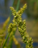 Carex stipit / Stalk-grain sedge