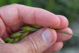 Carex de Crawford / Crawfords Sedge