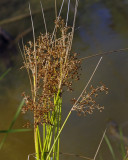 Common wool-grass / Scirpe souchet