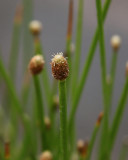 Scirpe des marais / locharide palustre (elliptique)