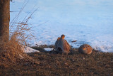 Grey Partridge / PERDRIX GRISES