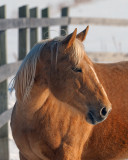 Clochette la belle blonde