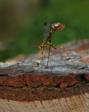 Megarhyssa macrurus durant la ponte / Ichneumon drilling in wood / Rhysse cannelle