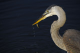 Great blue heron / Grand hron