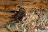 Chauve-souris Vespertilion nordique / Bat in our backyard