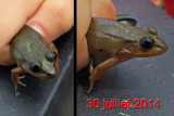 GRENOUILLE AUX YEUX NOIRS / Black eyed frog