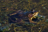 Grenouille avec les yeux noirs / Frog with black eyes