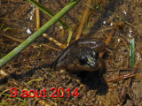 Frogs with melanic iris / Black eyed frog
