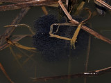 Oeufs de grenouille léopard