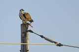 BALBUZARD / OSPREY ( AIGLE PCHEUR ) 