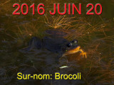 GRENOUILLE AUX YEUX NOIRS / Black eyed frog