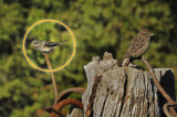 Junco ( Oreguon / ou / Flancs roses / ou ...)