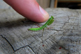 BB MANTE RELIGIEUSE / PRAYING MANTIS  / Mantis religiosa
