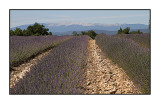 Mont Ventoux in the distance