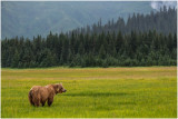 Grazing on Sedge