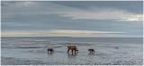 Clamming Bear Family