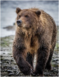 Brown Bear