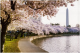 Cherry Blossoms Tidal Basin