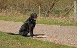 Billy no mates Meg, please throw my stick for me!