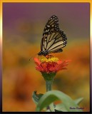 Monarch Butterfly On Zinnia  