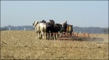   Amish Farmer works the field in Lancaster Pa USA 