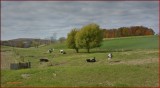   Amish Farm Lancaster Pa  Route 896    
