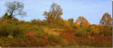  Hill side autumn  splender