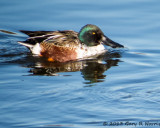 Shoveler, Northern 20131214_SanJoaquinWA-11.jpg