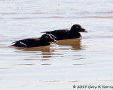 Scoter, White-winged  20140213-OhioRiver-47.jpg