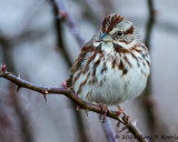 Sparrow, Song 20140315_MNWR-55.jpg