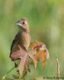 Grosbeak, Blue IMG_7032.jpg