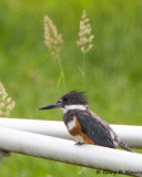 Kingfisher, Belted IMG_7316.jpg