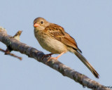 Sparrow, Field IMG_7656.jpg