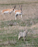 Pronghorn AL7A0700.jpg