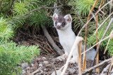 Weasel, Long-tailed AL7A0917.jpg