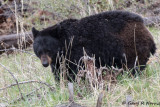 Bear, Black T01 AL7A1156.jpg