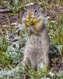 Squirrel, Uinta Ground IMG_9372.jpg