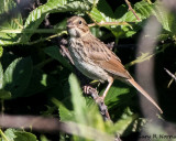Sparrow, Song AL7A2251.jpg