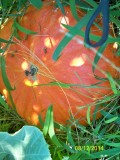 100_2467.JPG