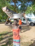 Medium-sized Nile perch from the Sudd, South Sudan.